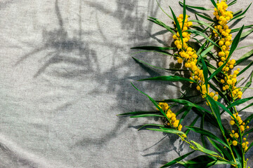 Yellow blooming acacia branch on gray fabric background. Mimosa, Acacia pycnantha, golden wattle, acacia saligna flowers