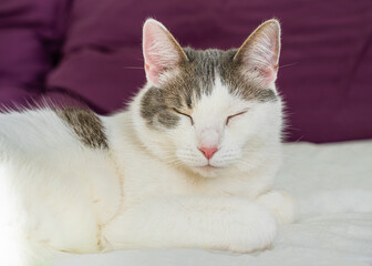 Cute lazy cat is resting in bed. The kitten sleeps with his eyes closed at home on the bed. Pets lying and sleeping on the bed close-up