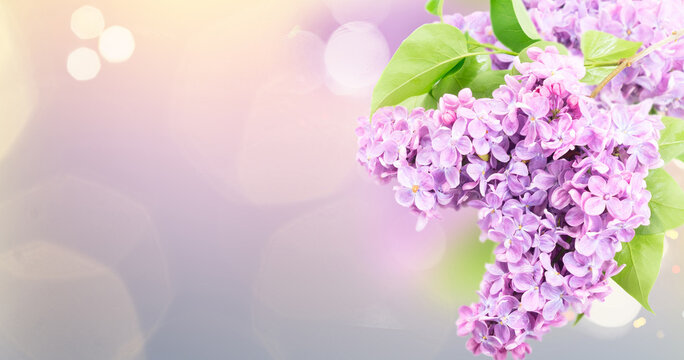 Fresh lilac twig with green leaves and flowers over defocused garden background