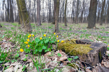 Friendly yellow flowers on path edges in early spring, it`s one of the first flowers to appear in spring after winter. Ficaria verna.