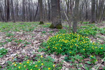 Yellow Wood Anemone- bright golden yellow flowers in early to mid-spring in forest. Anemone ranunculoides.