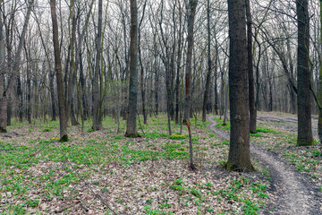Winding path in the spring forest. The first yellow flowers appear in the forest after winter along the edges of the paths in early spring.