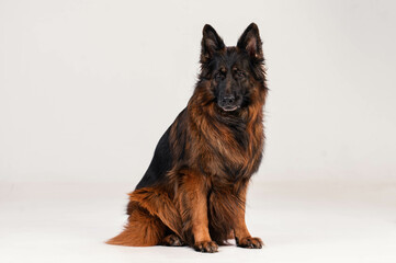 portrait of a long-haired german shepherd in front of a white background