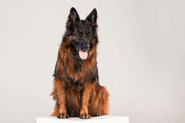 portrait of a long-haired german shepherd in front of a white background