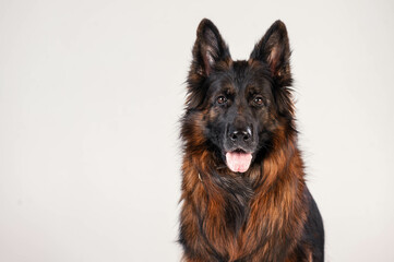 portrait of a long-haired german shepherd in front of a white background