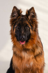 portrait of a long-haired german shepherd in front of a white background