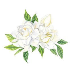 Watercolor bouquet of white gardenia flowers