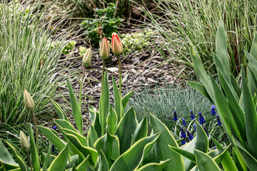 Burlington, Ontario, Canada - May 5, 2020: Orange Garden Tulips (Tulipa greigii) grow in a garden...