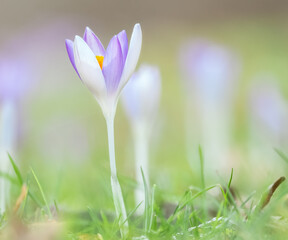 Krokus im Sonnenschein