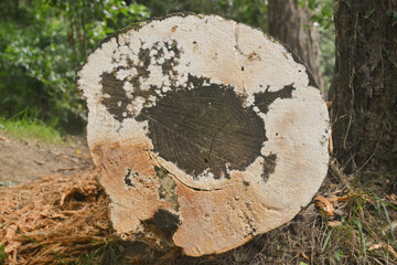 arbol cortado tumbado en el suelo
