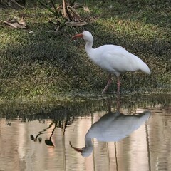 Tranquility and Peaceful Moment White Ibis at Still Water