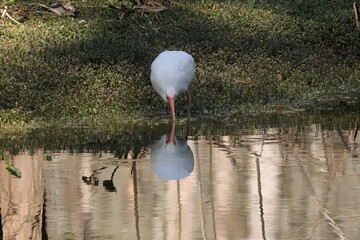 Tranquility and Peaceful Moment White Ibis at Still Water