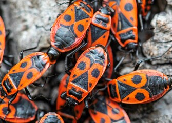 fire bugs on a tree trunk in a Macro photo