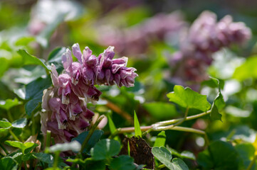 Lathraea squamaria parasitic flowers in bloom, amazing light pink white flowering plants