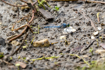 Blue dragonfly on the mud