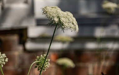 Burlington, Ontario, Canada - July 4, 2020: Quenn Anne's Lace (Daucus carota) blooms in front of a...