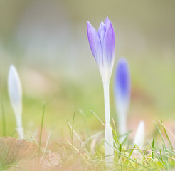 Krokusse auf der Wiese