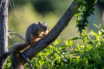 Squirrels posing for photos and raiding feeders
