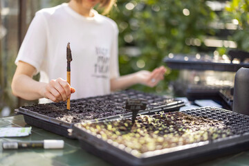 Gardener sowing seeds into seedling trays, while sitting by the table outdoors, close-up