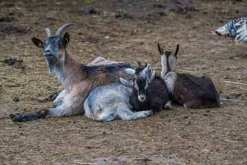 Gruppe von Ziegen rasten am Boden