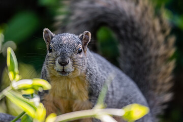 Squirrels posing for photos and raiding feeders
