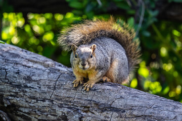 Squirrels posing for photos and raiding feeders