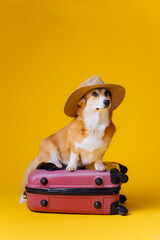Adorable cute Welsh Corgi Pembroke going on vacation standing on red suitcase with straw hat on yellow studio background. Funny Vacation and Travel concept