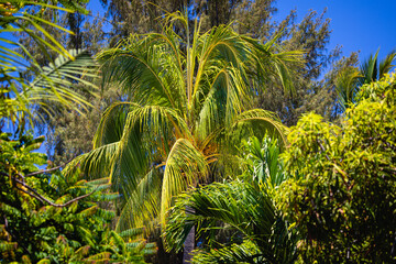 Obraz na płótnie Canvas tropical palm tree in the wind at mauritius 