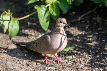 Mourning Dove sitting in the garden