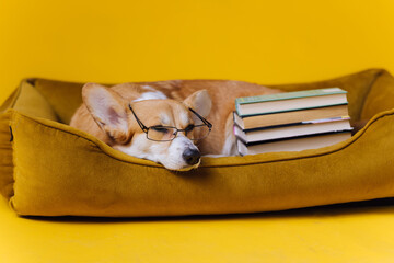Smart cute Welsh Corgi Pembroke in glasses lying in dog bed with stack of book and paper cup of coffee on yellow studio background. Most popular breed of Dog. Advertising concept