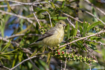 Fototapeta premium Lesser goldfinch in the trees and feeder