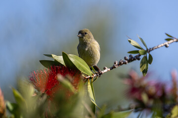 Lesser goldfinch in the trees and feeder