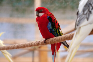 Parrot with colorful feathers sits on rope with closed eyes