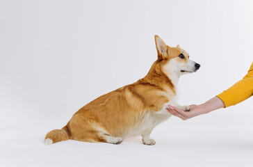 Adorable cute Welsh Corgi Pembroke giving a paw to an owner on white studio background. Most popular breed of Dog. Person training a dog with treats