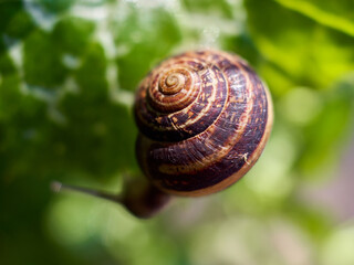 Close-up of a small snail on a leaf