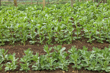 Rows of broad beans young plants growing in an allotment . - 585529921