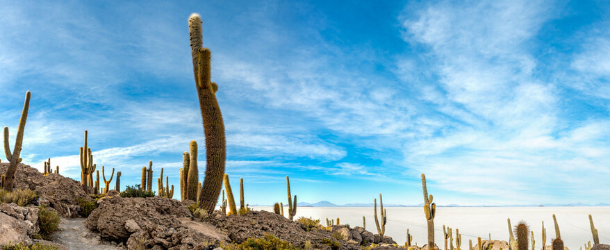 Cactus island in the salar de uyuni in the bolivian altiplano