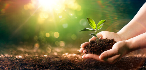 Small Plant Into The Ground - Hands Planting Young Tree With Sunlight And Flare Effects