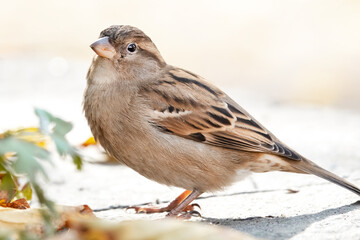 Sperling im Sonnenschein