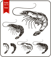 Shrimp. Various type of shrimps and shrimp tail. Graphic style vector shrimps isolated on white background.
