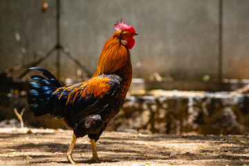 rooster in the farm