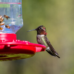 Hummingbird at the feeder with the bees