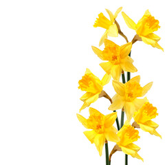Spring decoration with yellow daffodils