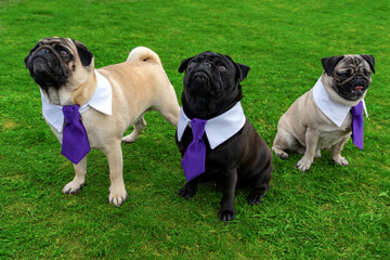 3 cute mops dogs on gras field dressed up in tie