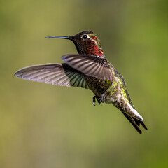 Anna and Roufis hummingbird