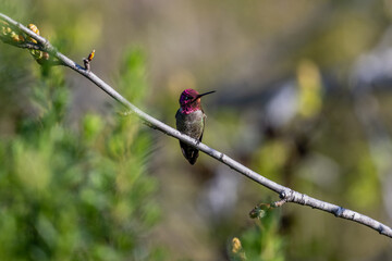 Anna and Roufis hummingbird