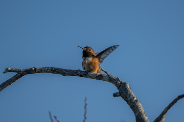 Anna and Roufis hummingbird