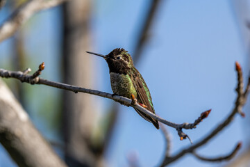 Anna and Roufis hummingbird