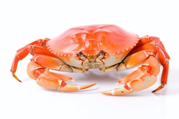 Crab isolated on white background.
