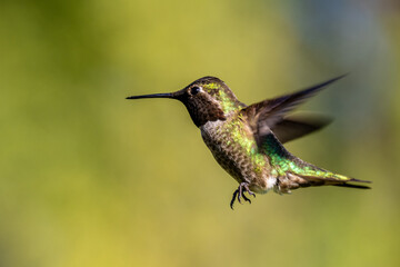 Anna and Roufis hummingbird